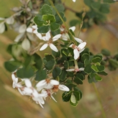 Olearia myrsinoides (Blush Daisy Bush) at Bimberi, NSW - 6 Feb 2021 by alex_watt