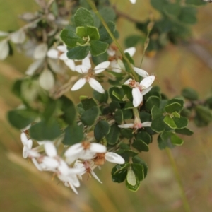 Olearia myrsinoides at Bimberi, NSW - 6 Feb 2021