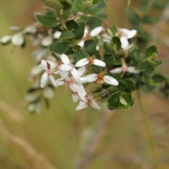 Olearia myrsinoides at Bimberi, NSW - 6 Feb 2021