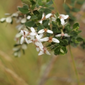 Olearia myrsinoides at Bimberi, NSW - 6 Feb 2021