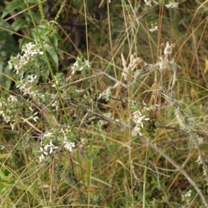 Olearia myrsinoides at Bimberi, NSW - 6 Feb 2021