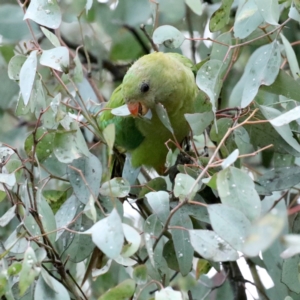 Polytelis swainsonii at Ainslie, ACT - suppressed