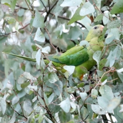 Polytelis swainsonii at Ainslie, ACT - suppressed