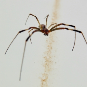 Trichonephila edulis at Yass River, NSW - 9 Feb 2021