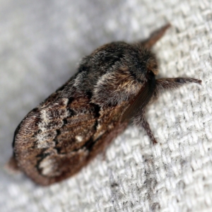 Pernattia pusilla at O'Connor, ACT - 7 Feb 2021 08:20 PM