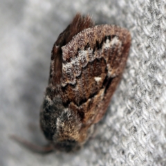 Pernattia pusilla at O'Connor, ACT - 7 Feb 2021 08:20 PM