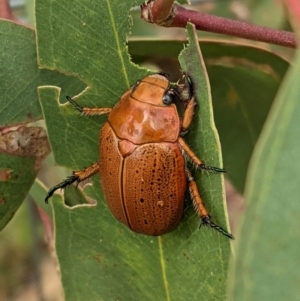 Anoplognathus porosus at Hughes, ACT - 8 Feb 2021 10:37 AM