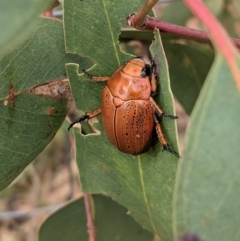 Anoplognathus porosus at Hughes, ACT - 8 Feb 2021 10:37 AM