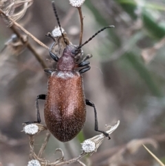 Ecnolagria grandis (Honeybrown beetle) at Deakin, ACT - 8 Feb 2021 by JackyF