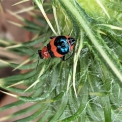 Dicranolaius cinctus (Notched-leg Red & Blue Flower Beetle) at Deakin, ACT - 8 Feb 2021 by JackyF