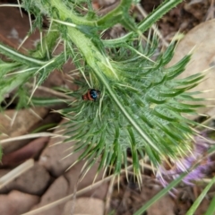 Dicranolaius bellulus at Deakin, ACT - 8 Feb 2021