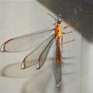 Nymphes myrmeleonoides at Wanniassa, ACT - 8 Feb 2021