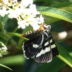 Phalaenoides glycinae at Hughes, ACT - 7 Feb 2021