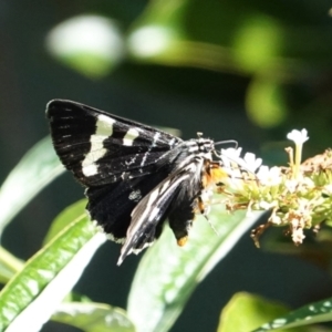 Phalaenoides glycinae at Hughes, ACT - 7 Feb 2021