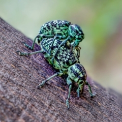 Chrysolopus spectabilis (Botany Bay Weevil) at Tidbinbilla Nature Reserve - 29 Jan 2021 by sciencegal