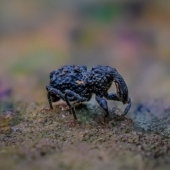 Syagrius intrudens (Fern weevil) at Acton, ACT - 28 Jan 2021 by sciencegal