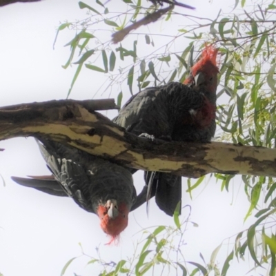 Callocephalon fimbriatum (Gang-gang Cockatoo) at Hughes, ACT - 9 Feb 2021 by JackyF