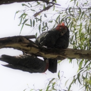 Callocephalon fimbriatum at Hughes, ACT - suppressed