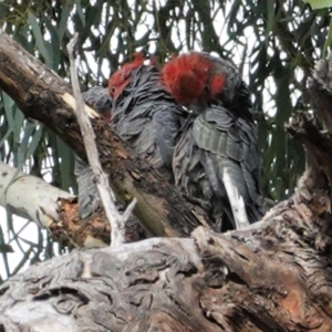 Callocephalon fimbriatum at Hughes, ACT - suppressed