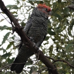 Callocephalon fimbriatum (Gang-gang Cockatoo) at Hughes, ACT - 9 Feb 2021 by JackyF