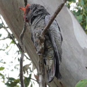 Callocephalon fimbriatum at Hughes, ACT - 9 Feb 2021