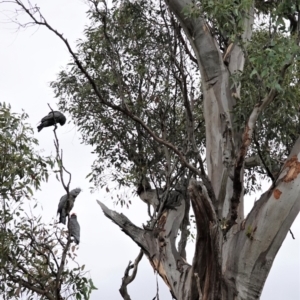 Callocephalon fimbriatum at Hughes, ACT - suppressed