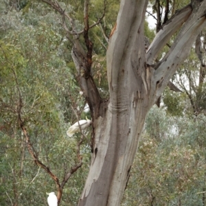 Callocephalon fimbriatum at Hughes, ACT - 9 Feb 2021