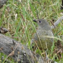 Ptilonorhynchus violaceus (Satin Bowerbird) at Hughes, ACT - 8 Feb 2021 by JackyF