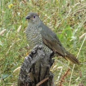 Ptilonorhynchus violaceus at Hughes, ACT - 8 Feb 2021