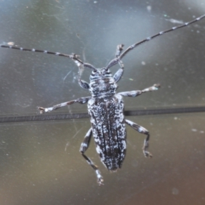 Disterna canosa at Kosciuszko National Park, NSW - 8 Feb 2021