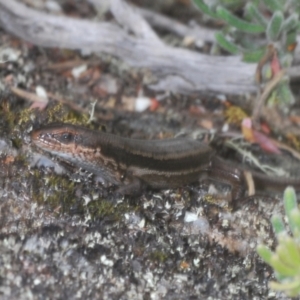 Pseudemoia entrecasteauxii at Kosciuszko National Park, NSW - 8 Feb 2021 03:11 PM