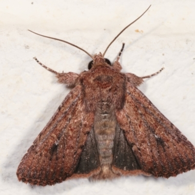 Dasygaster padockina (Tasmanian Cutworm) at Melba, ACT - 5 Feb 2021 by kasiaaus