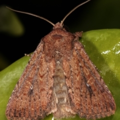 Dasygaster padockina at Melba, ACT - 5 Feb 2021 12:12 AM