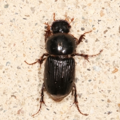 Acrossidius tasmaniae (Black-headed pasture cockchafer) at Melba, ACT - 5 Feb 2021 by kasiaaus