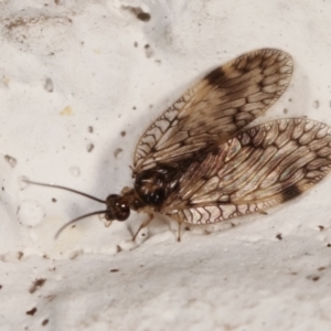 Carobius elongatus at Melba, ACT - 5 Feb 2021 10:21 PM