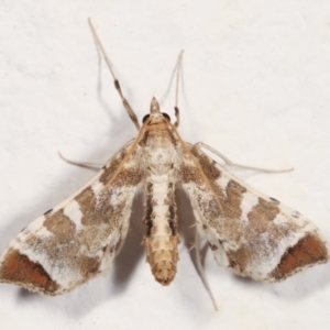 Sceliodes cordalis at Melba, ACT - 5 Feb 2021