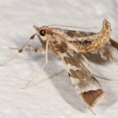 Sceliodes cordalis at Melba, ACT - 5 Feb 2021