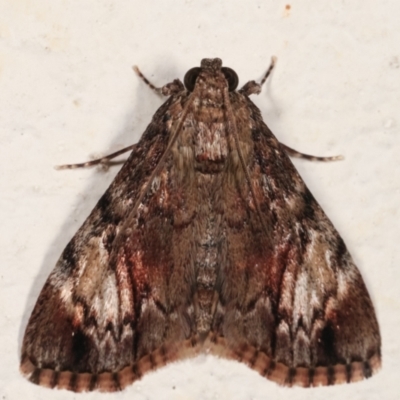 Salma cinerascens (A Pyralid moth) at Melba, ACT - 6 Feb 2021 by kasiaaus