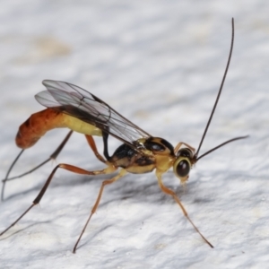 Ichneumonidae (family) at Melba, ACT - 5 Feb 2021