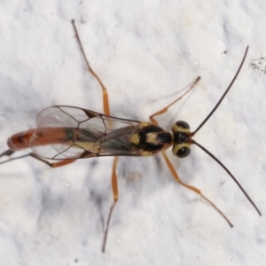 Ichneumonidae (family) at Melba, ACT - 5 Feb 2021