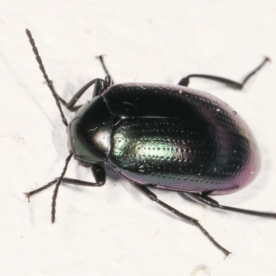 Chalcopteroides columbinus (Rainbow darkling beetle) at Melba, ACT - 5 Feb 2021 by kasiaaus