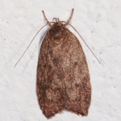 Garrha (genus) (A concealer moth) at Melba, ACT - 5 Feb 2021 by kasiaaus