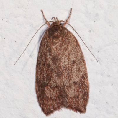 Garrha (genus) (A concealer moth) at Melba, ACT - 6 Feb 2021 by kasiaaus