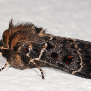 Proteuxoa sanguinipuncta at Melba, ACT - 5 Feb 2021 10:35 PM