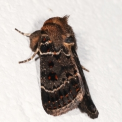 Proteuxoa sanguinipuncta at Melba, ACT - 5 Feb 2021 10:35 PM