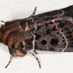 Proteuxoa sanguinipuncta at Melba, ACT - 5 Feb 2021 10:35 PM