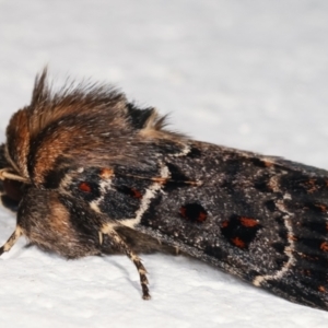 Proteuxoa sanguinipuncta at Melba, ACT - 5 Feb 2021 10:35 PM