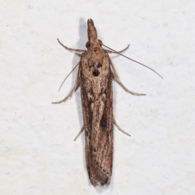 Faveria tritalis (Couchgrass Webworm) at Melba, ACT - 5 Feb 2021 by kasiaaus