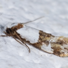 Monopis meliorella at Melba, ACT - 6 Feb 2021 12:14 AM