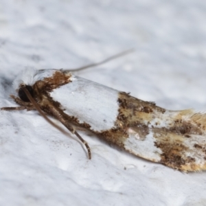 Monopis meliorella at Melba, ACT - 6 Feb 2021 12:14 AM